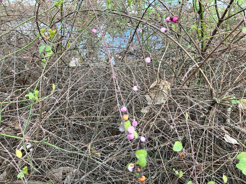 klingding radio • im Studio: Michael Wegener / hauptsächlich verdächtig • FSK 93,0 Mhz + DAB+