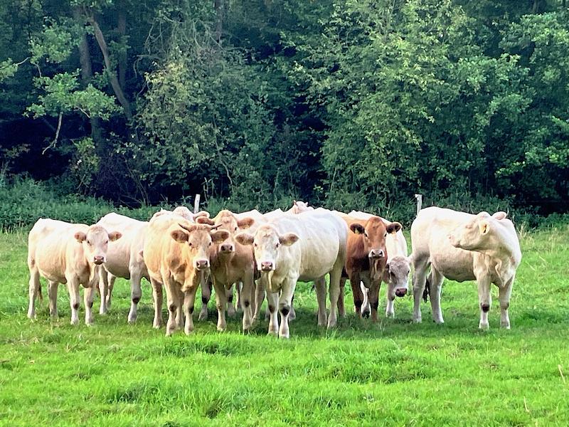 klingding radio • pick up the tracks #2 FSK 93,0 Mhz + DAB+