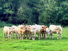 klingding radio • pick up the tracks #2 FSK 93,0 Mhz + DAB+