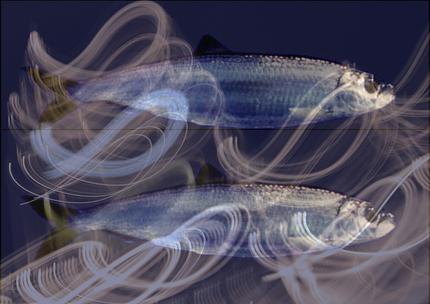 .red:herring